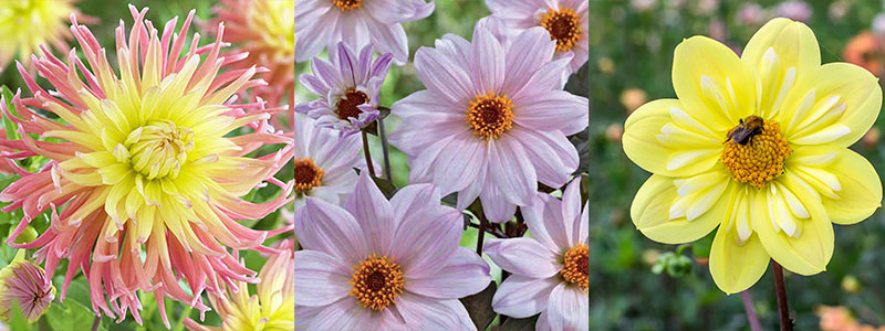 Kaktusdahlia, enkellommande dahlia och halskråsdahlia